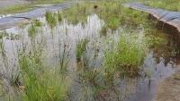 Tady už to pěkně čistí a roste. Wetland v Hájku na Karlovarsku. Zdroj (4)